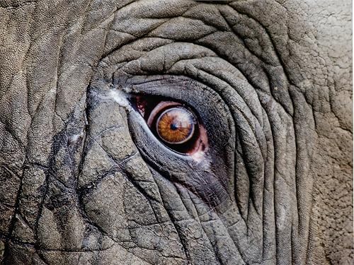 Elephant's Eye Laptop Skin, Vinyl, Matte Finish, 400mm x 300mm, Universal Fit for All Laptops, Easy To Apply, Trim To Fit