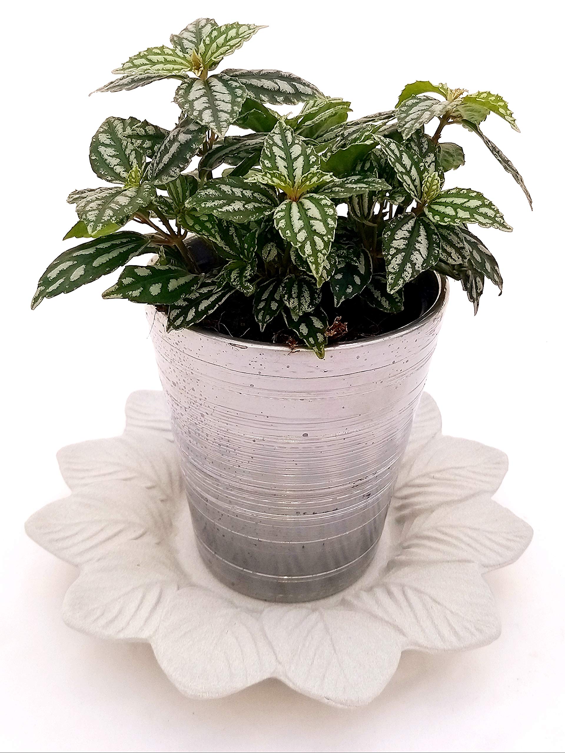 Powers To Flowers - Pilea Cadierei, Pianta D'Alluminio, 2 Piante In Vaso Ceramica Nero A Righe Piante Vere