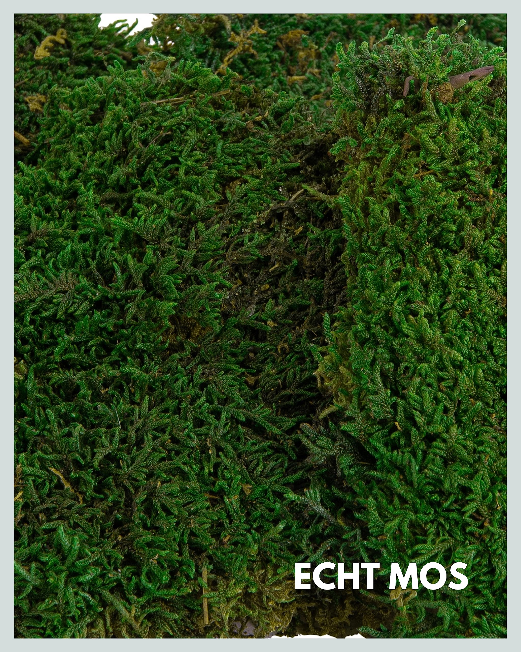 Mosmuur op kantoor? - Jasper de Jong - interieurbeplanting
