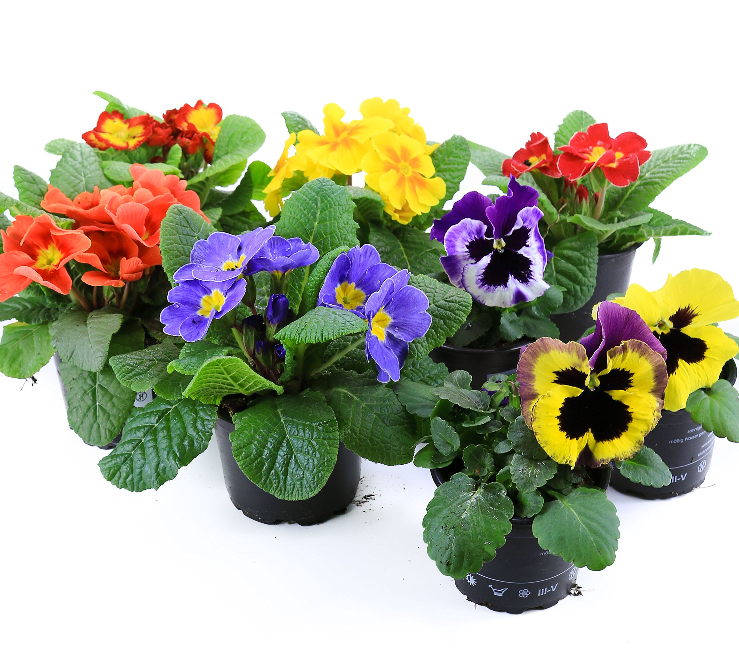 Frühlingsblumen Set 8, Primeln & Stiefmütterchen
