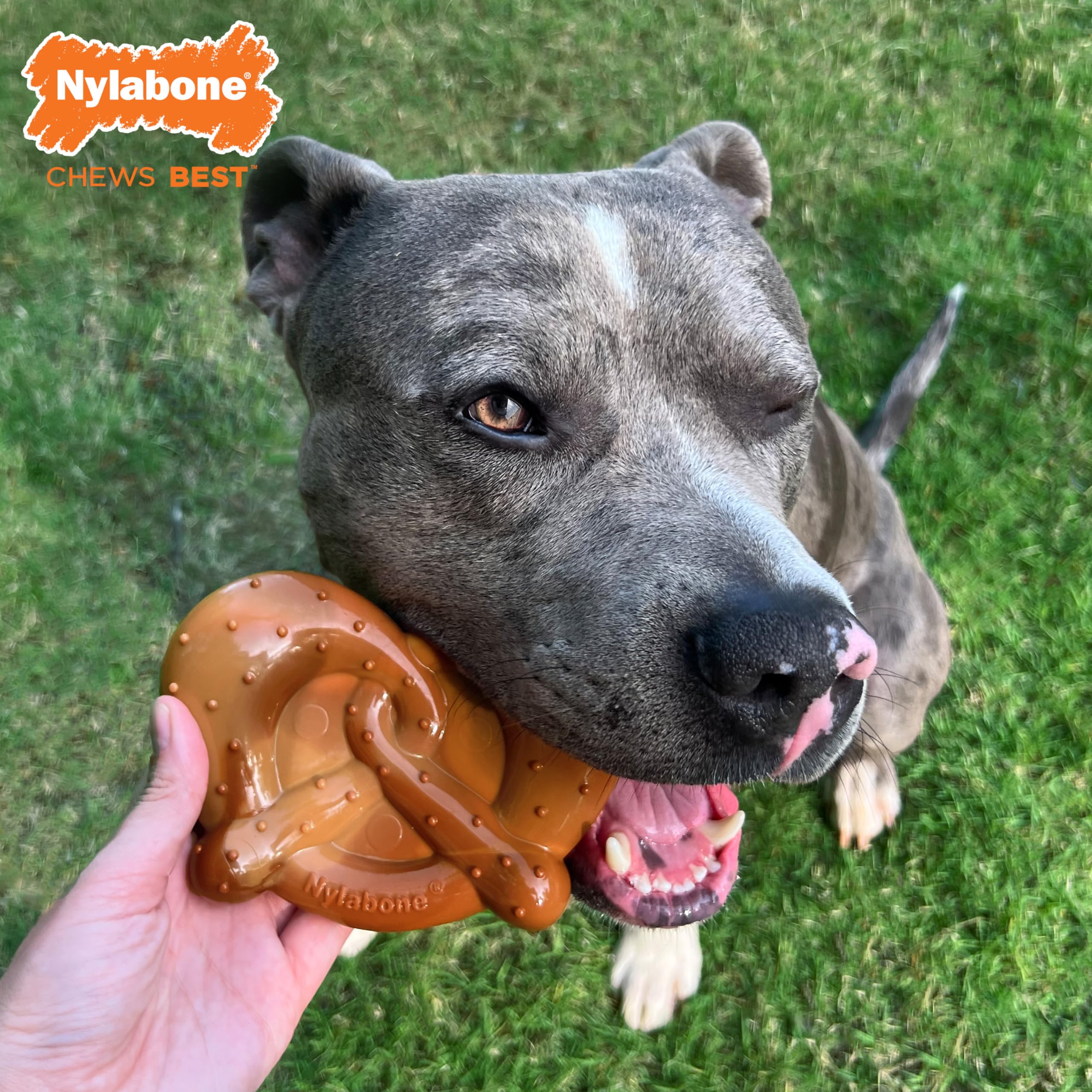 Nylabone Precel zabawka dla psa - Power Chew Dog Toy dla agresywnych gryzaków - boczek i masło orzechowe mały/regularny