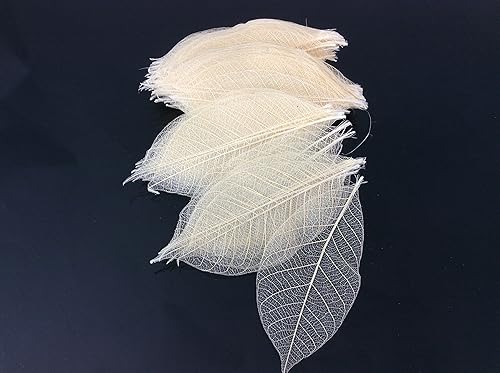 Miniatura 3 de Hojas de esqueleto, 3 pulgadas, 100 piezas de hojas de goma natural, para hacer flores, álbum de recortes, tarjeta de manualidades, manualidades