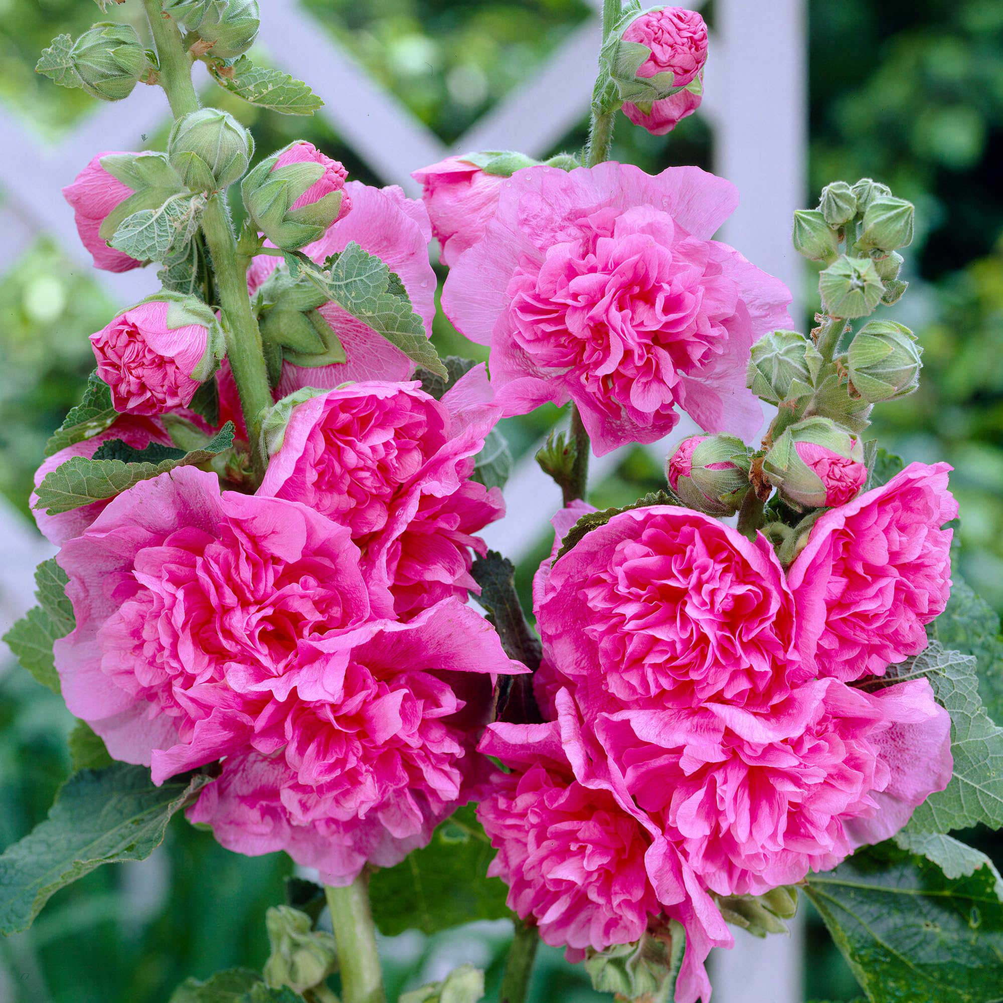 Alcea Double Rose - Hollyhock Border Plants Outdoor Garden Ready - Summer Flowering Plants for Patio Pots or Outdoor Garden Bed - Flowers to Plant for Bees and Butterflies (2 Litre Pot, 30-50cm)