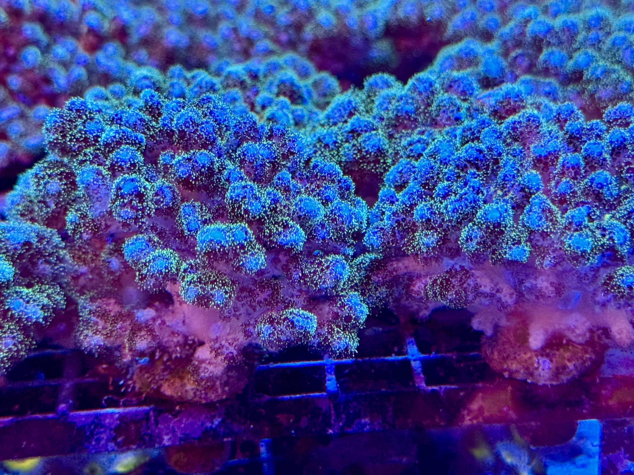 Live Saltwater Corals, Brand, Coral Decor for Aquarium, Livestock, Reef, Marine, Green Pocillopora Coral. (Medium Colony)