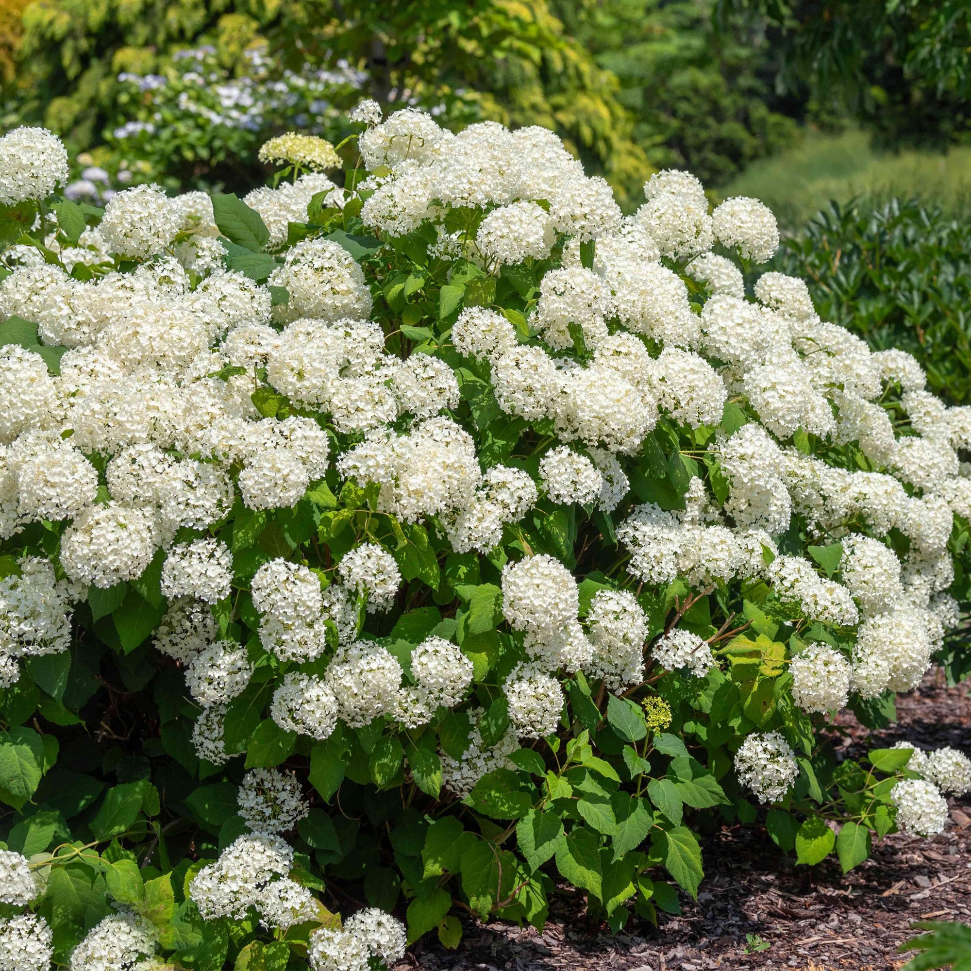 Hydrangea Strong Annabelle - Ortensia Bianca Rustica - Pianta da giardino per esterni in vaso