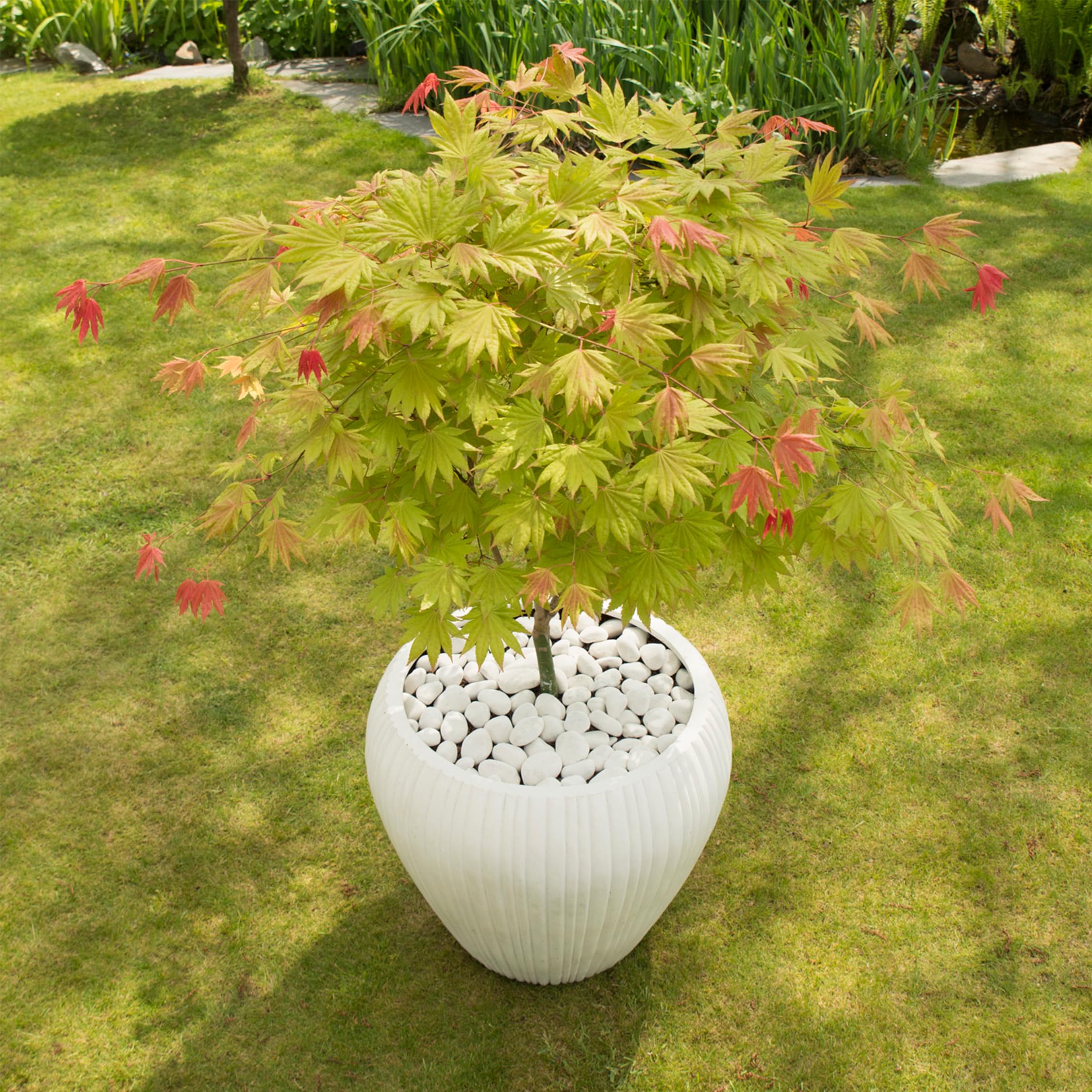 Plant in a Box - Acer palmatum 'Moonrise' - klon japoński Odporny na zimę - Doniczka 19cm - Wysokość 40-50cm