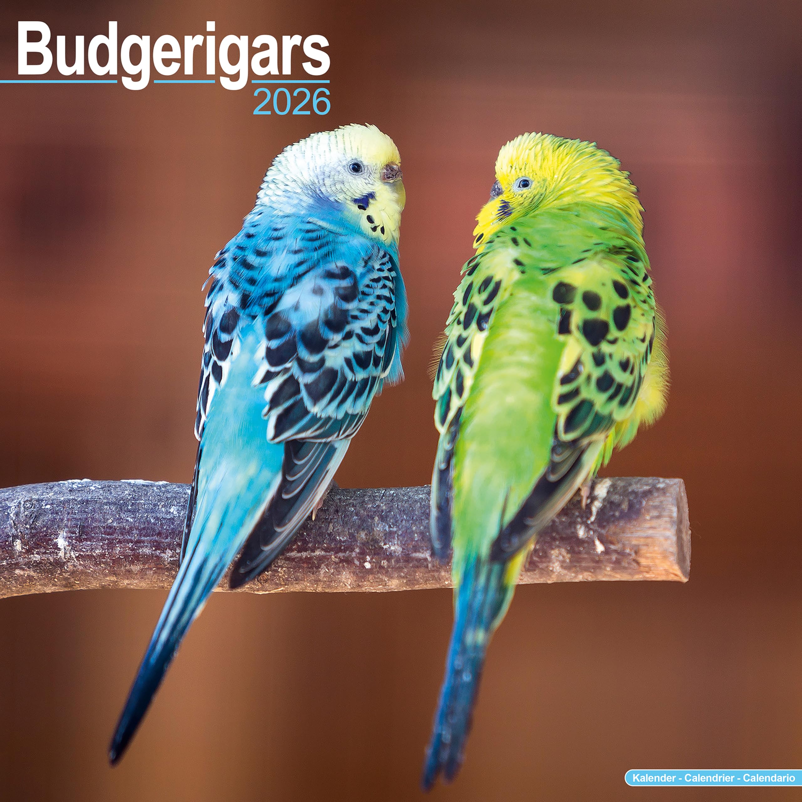 Budgies 2026 Calendar Bird Gift Wall 20% OFF MULTI ORDERS