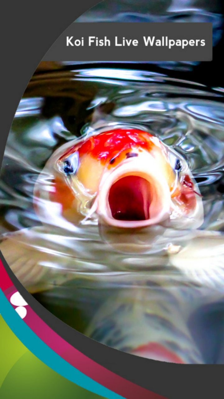 Koi Fish Live Wallpapers App on Amazon Appstore