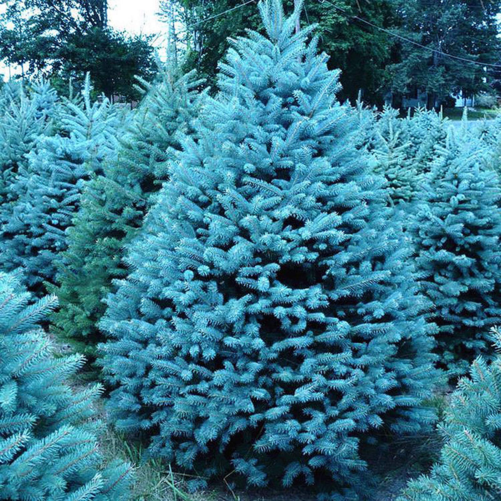150 unids/bolsa Semillas de abeto azul, Picea Pungens Semillas Prolífico Crecimiento rápido Bonsai Jardín Semillas de abeto azul para el patio Azul