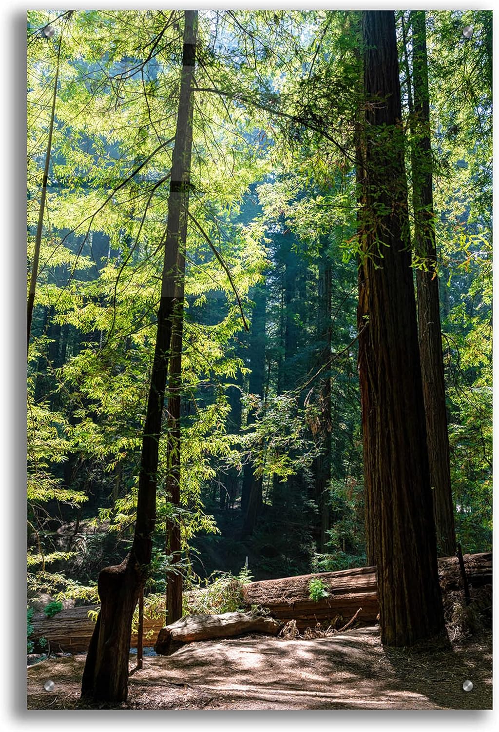 Epic Art 'Trees 3' by Epic Portfolio, Acrylic Glass Wall Art, 24"x36"