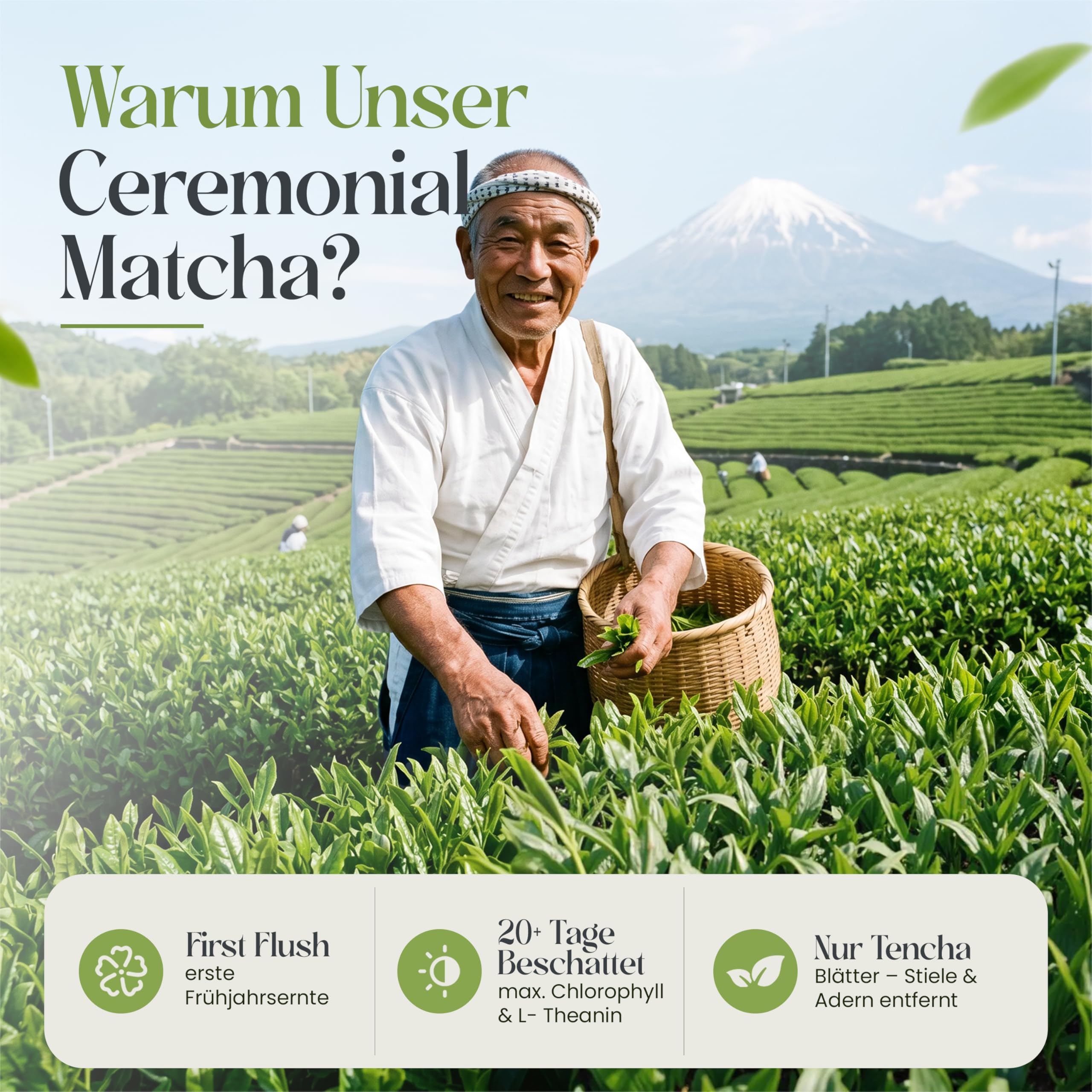 TeaClub Matcha Japońska jakość ceremonialna 30g - First Flush | Matcha klasy ceremonialnej, cieniowane liście tencha First Flush, szlifowanie szlifierskie, do ceremonii parzenia herbaty