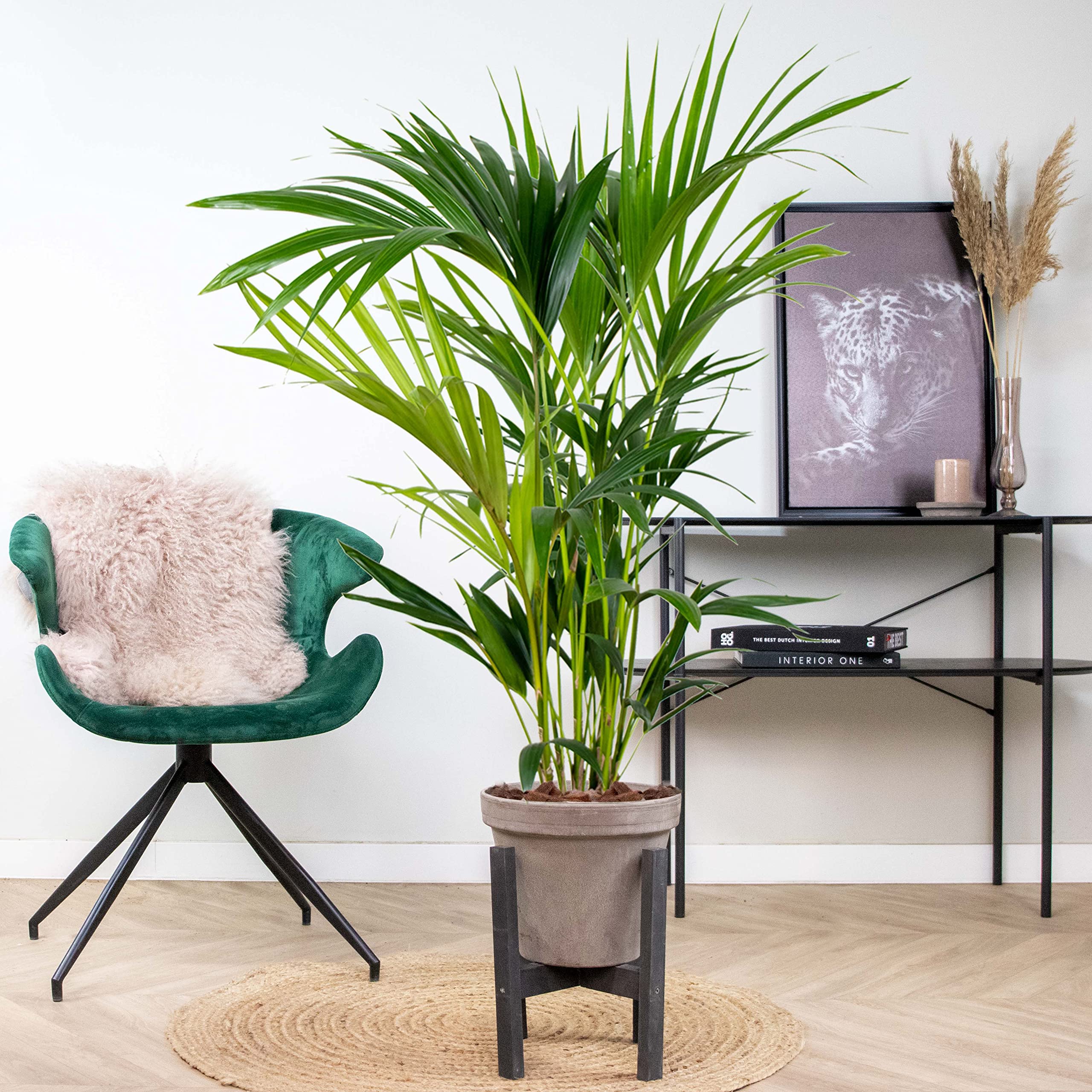 Bloomique - Howea forsteriana - Palma Kentia - Plantas de interior - Purificadora del aire - Apta para mascotas - Altura 80-100 cm - Maceta 19 cm