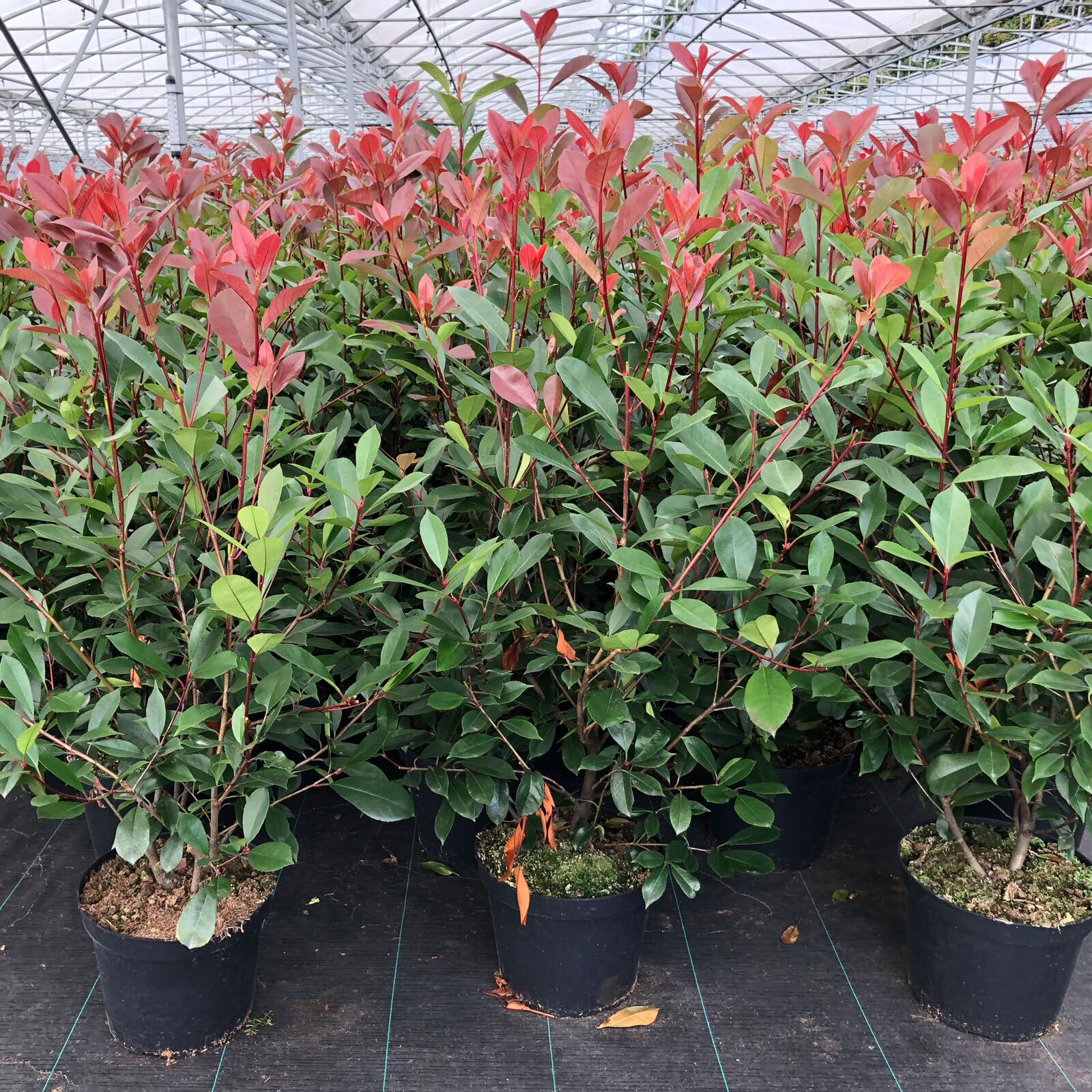 Photinia fraseri 'Red Robin' von Intragarten, Glanzmispel 80-100cm im Topf  gewachsen : Amazon.de: Garten