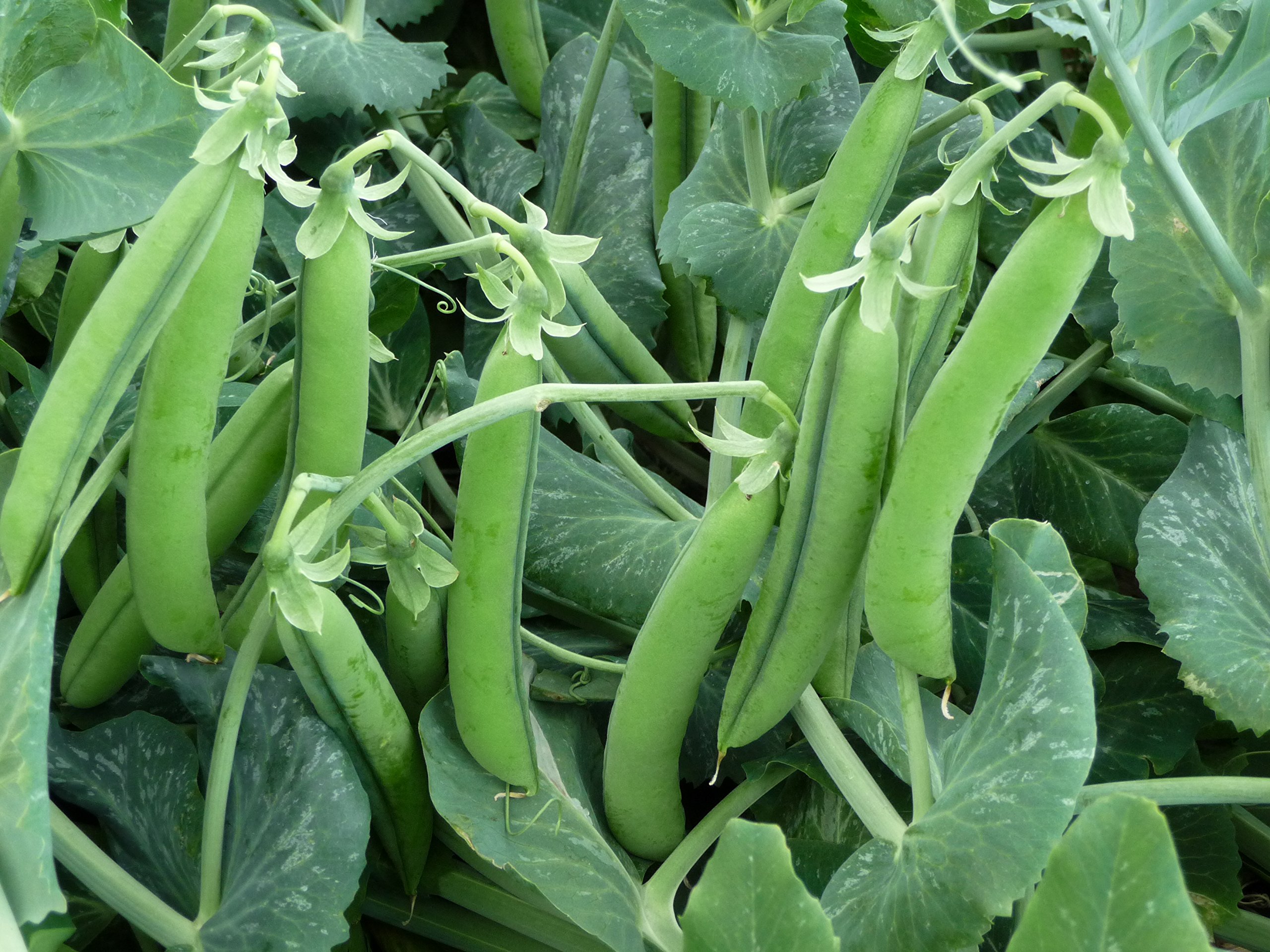 See full amazon price history chart for Peas Super OS 10, Pencil peas, 20gm-40 Seeds by Seedscare Peas Super OS 10, Pencil peas, 20gm-40 Seeds by Seedscare (B01DR0SEV6) Amazon Price History, Amazon Price Tracker