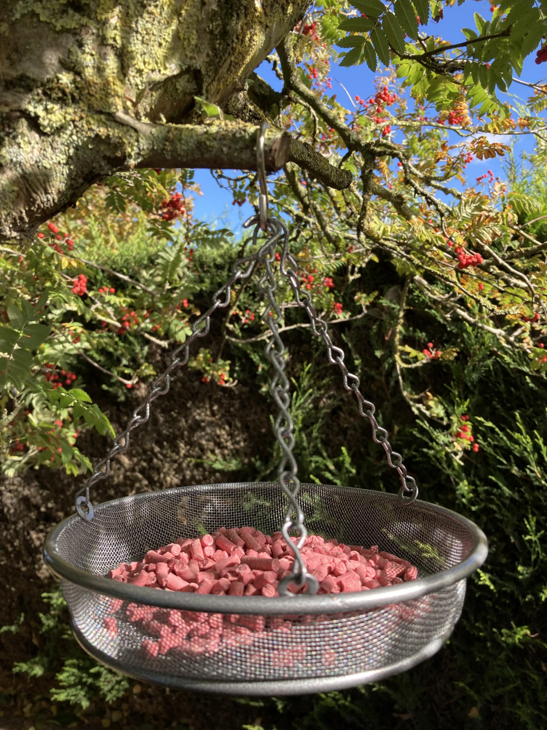 Oakdale Filled Hanging Feeder Tray - Hanging Metal Bird Feeder Perfect For Garden And Outdoor Use With Premium Suet Easy Refill - Image 2