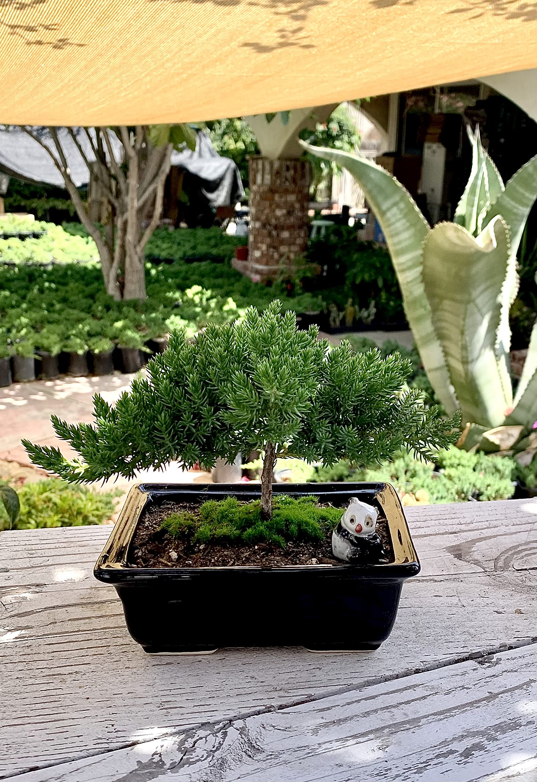 Amazon.com: Live Dwarf Juniper Bonsai Tree 4-5years Old with Cute Ceramic  Panda | Juniper or Jade Bonsai Tree | Indoor/Outdoor | 100% Handcrafted|  Home and Office Dcor | Best Gift for Holiday :