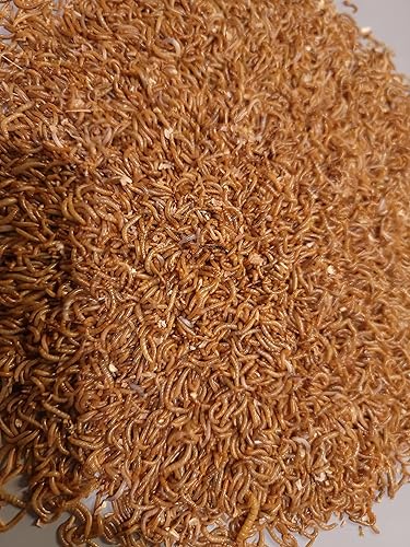 Gusanos de harina vivos a granel mediano .5 pulgadas - 1,500-20,000 unidades (1500)