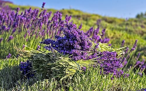 Miniatura 4 de Más de 100 Semillas de Lavanda Inglesa (Planta Lavandula) Medicinal - Hierba Púrpura