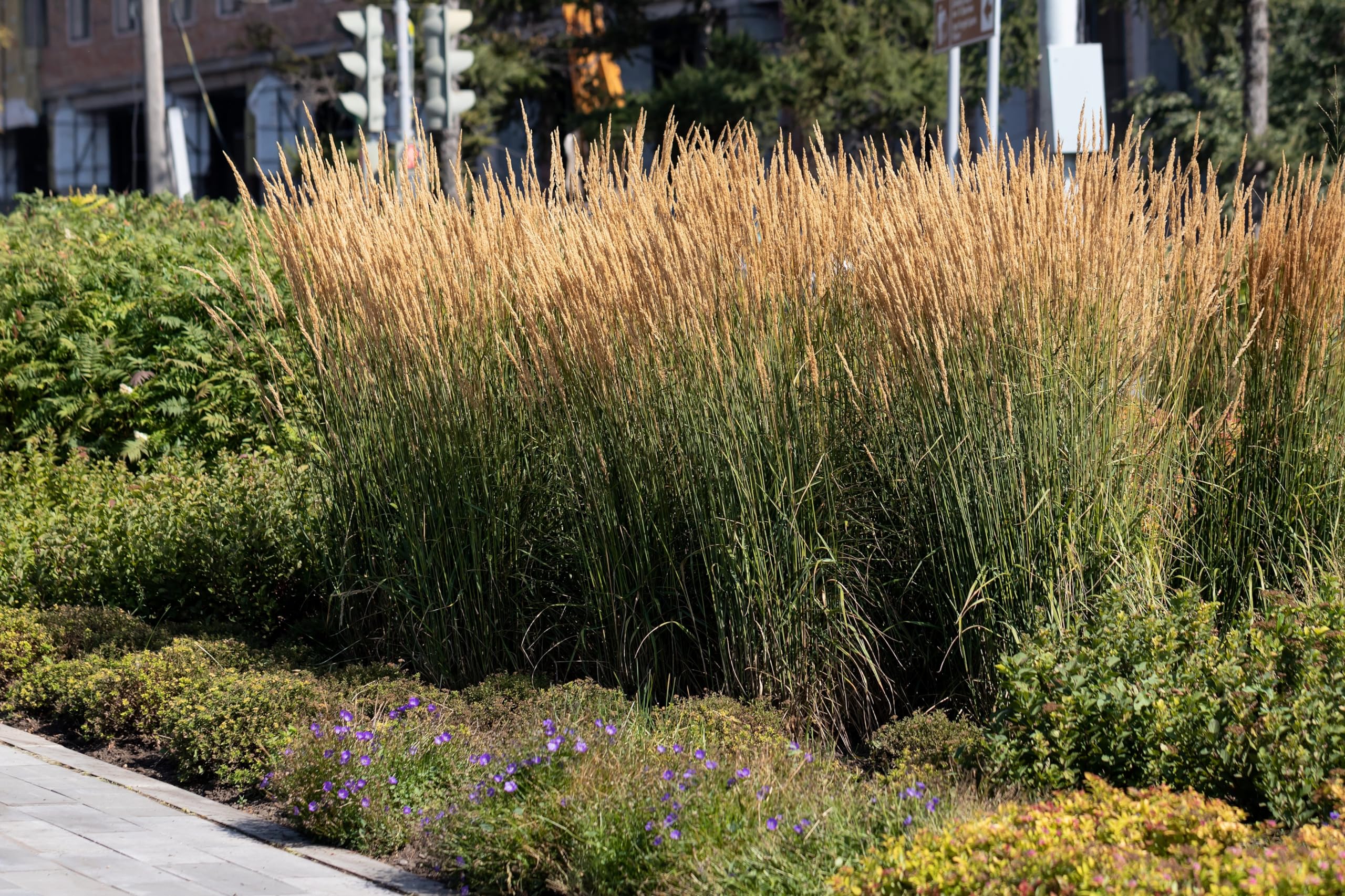 Stauden Gänge 10 x Calamagrostis x acutiflora 'Waldenbusch' Reitgras