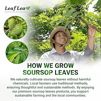 soursop leaves benefits () soursop leaves benefits