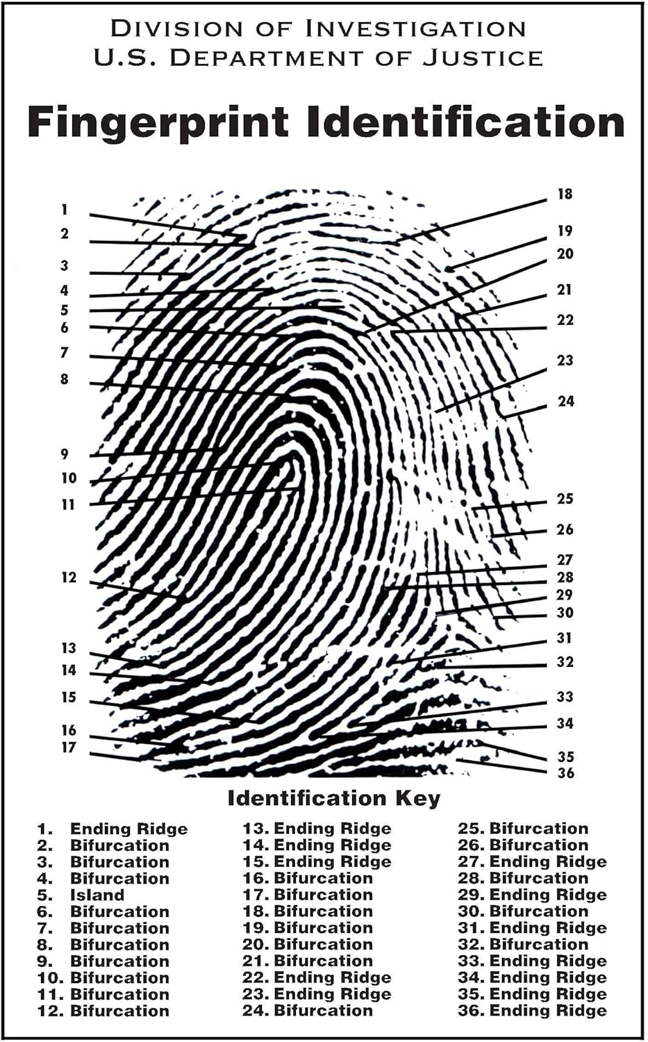 Crime Scene Fingerprint Chart, Poster Size 24" by 36"