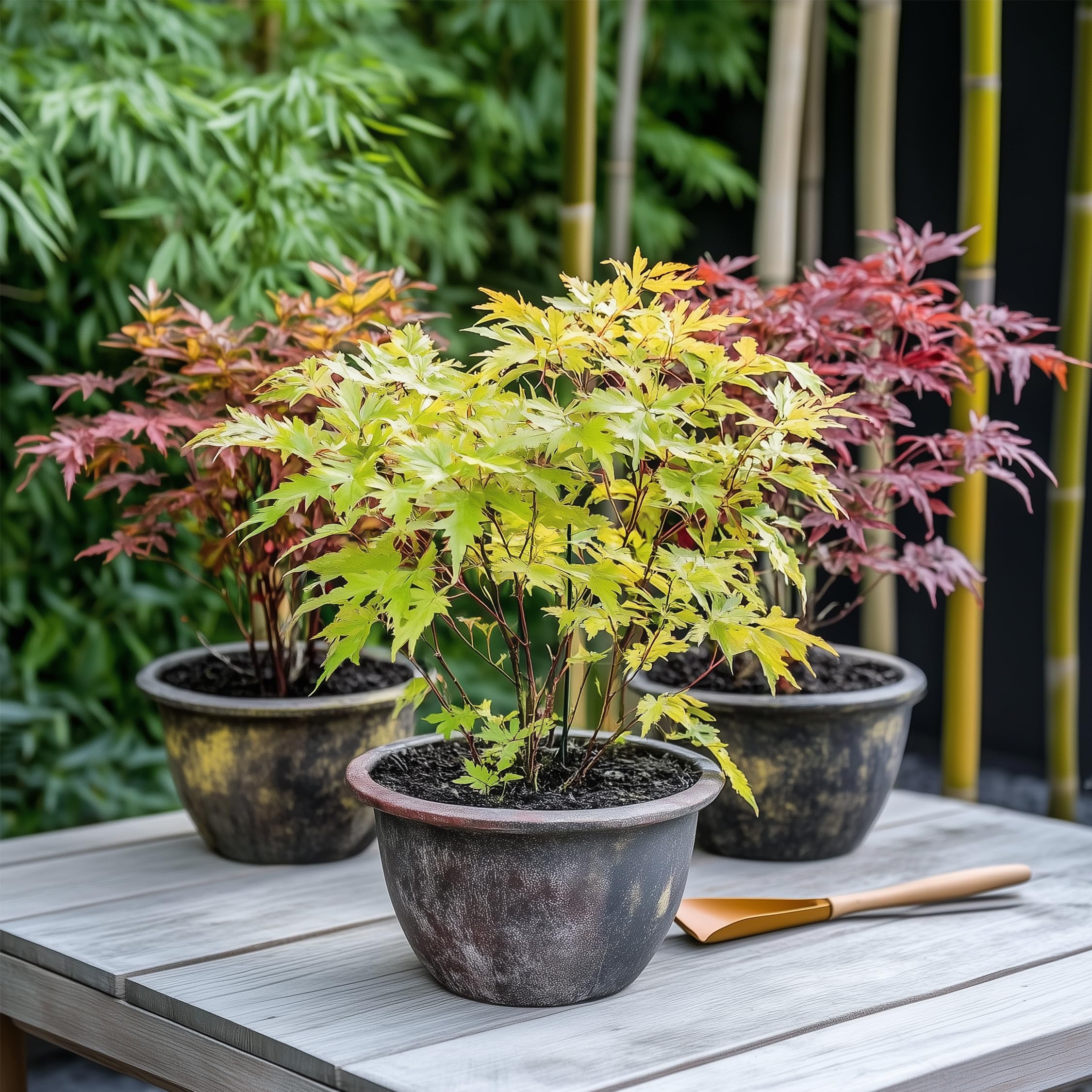 Plant in a Box - Arces japoneses resistentes al invierno - Set de 4 - Acer palmatum 'Atropurpureum', 'Going Green', 'Orange Dream', 'Butterfly' - Maceta 10,5cm - Altura 25-40cm