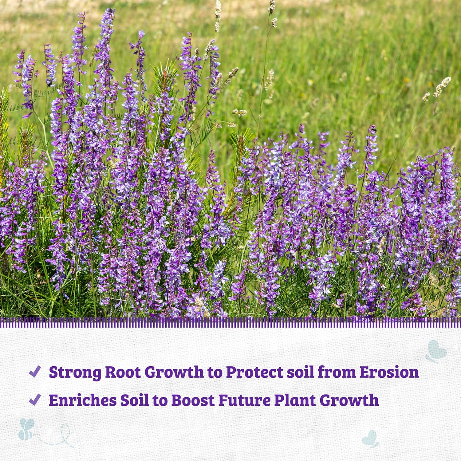 Back to The Roots 100% Organic Hairy Vetch Cover Crop Seeds, Covers ~1000 sq. ft.