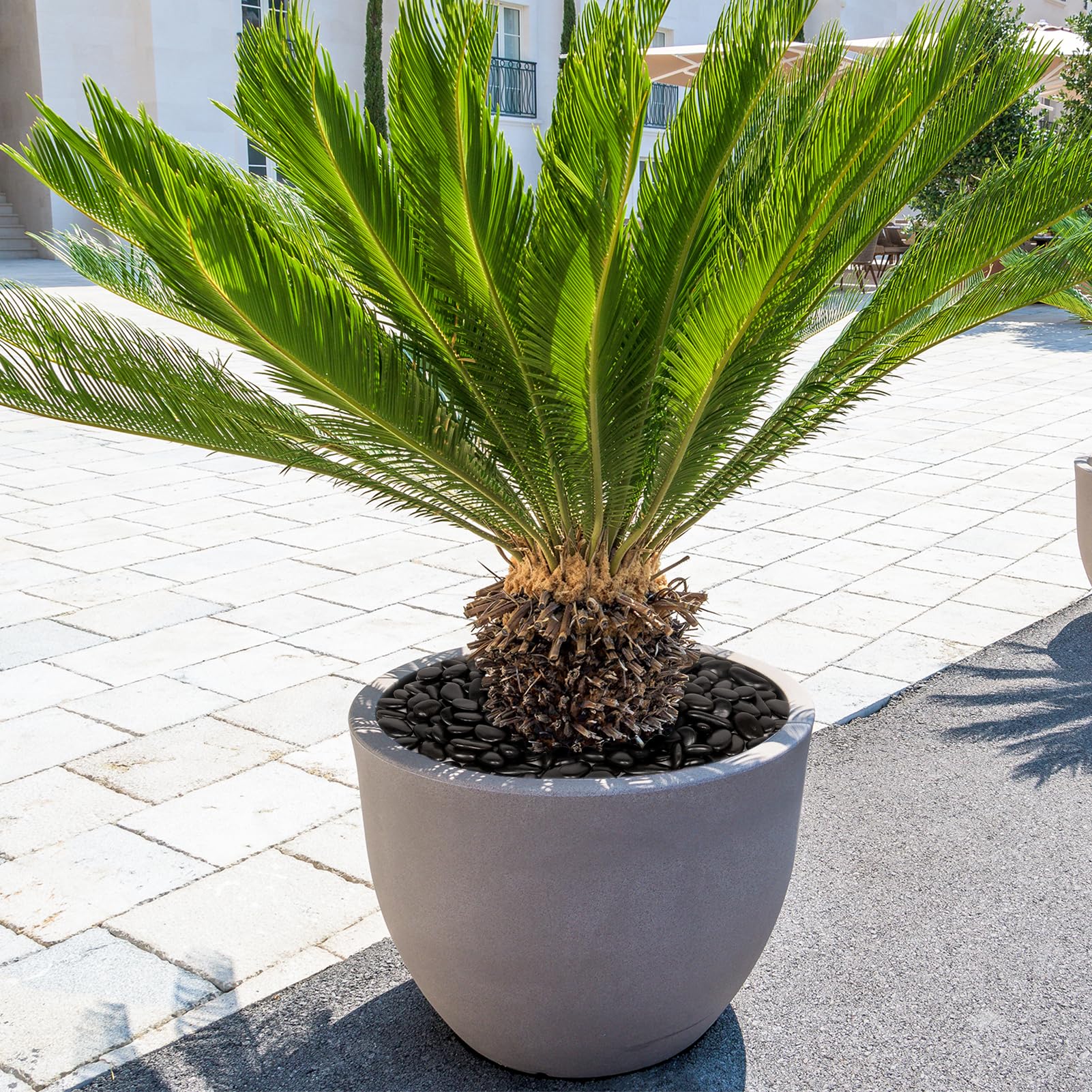 Rocas de río negro de 15 libras para paisajismo, piedras negras pulidas para plantas en maceta y jarrones, piedras decorativas grandes de 1 a 2 pulgadas para camas de jardín, macetas y decoración de