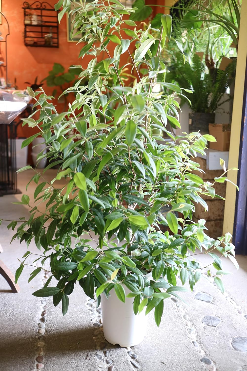 ゆず苗木♪ レモンの横に♪立派な2年生o(^-^)o ゆず苗木♪ レモンの横 ゆず苗木♪ レモンの横に♪立派な2年生o(^-^)o ゆず苗木♪ レモンの横