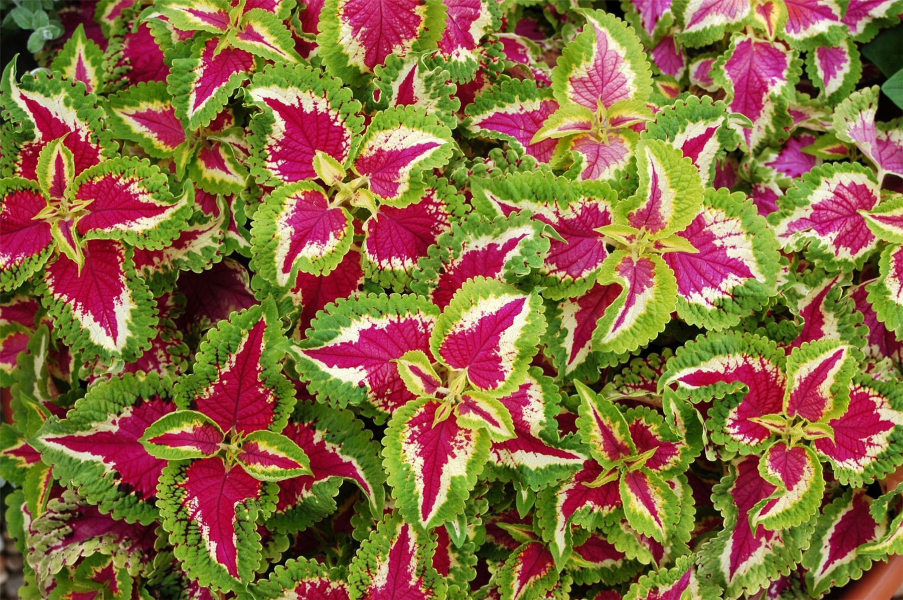 JustSeed - Flower - Coleus - Wizard Rose - 150 Seeds - Large