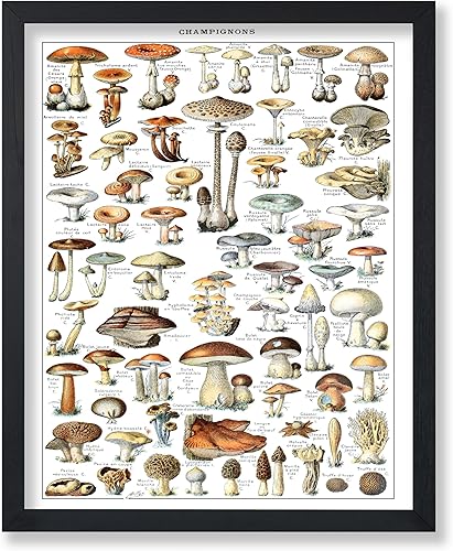 Miniatura 271 de Poster Master Póster vintage de orquídea, estampado de flores retro, arte de pared de plantas exóticas, arte botánico, regalo para hombres y