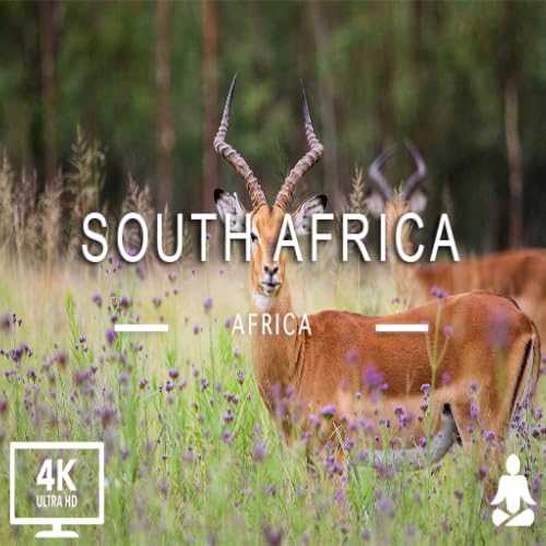 Animais do Mundo 4K - Animais que chamam a Selva de Lar