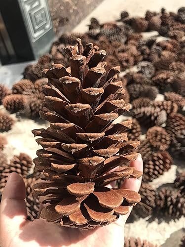 Miniatura 4 de PineCones - Paquete alto a granel, totalmente naturales, piñas grandes y piñas de pino naturales perfectas para adornos colgantes de Navidad (3-4.3
