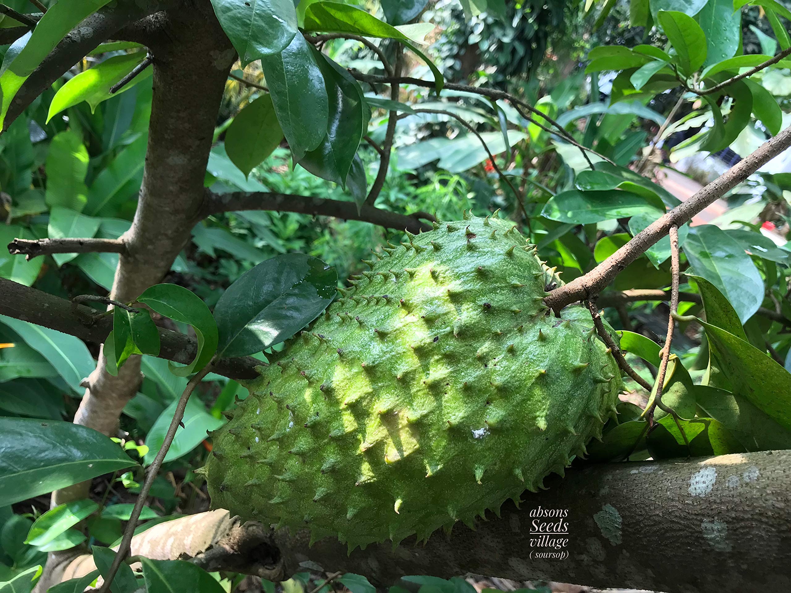 100 Seeds Of Soursop Graviola Annona Muricata Guyabano Tree Seeds For Commercial Farming 100 Hand Picked Seeds As Shown In 2nd Image Will Be Shipped Buy Online In Japan At Desertcart 100 Seeds Of Soursop Graviola Annona Muricata Guyabano Tree Seeds For Commercial Farming 100 Hand Picked Seeds As Shown In 2nd Image Will Be Shipped Buy Online In Japan At Desertcart