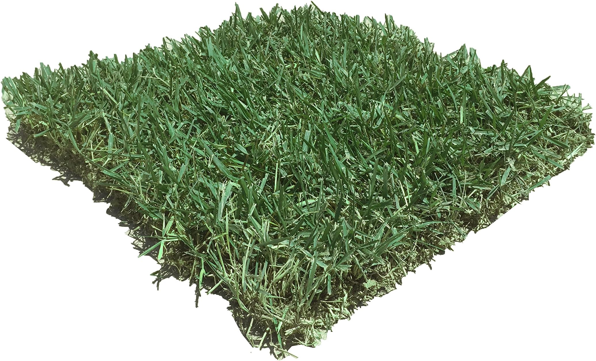 Prato Di Zoysia Japonica - Gramigna - Garden Center - Foto 2