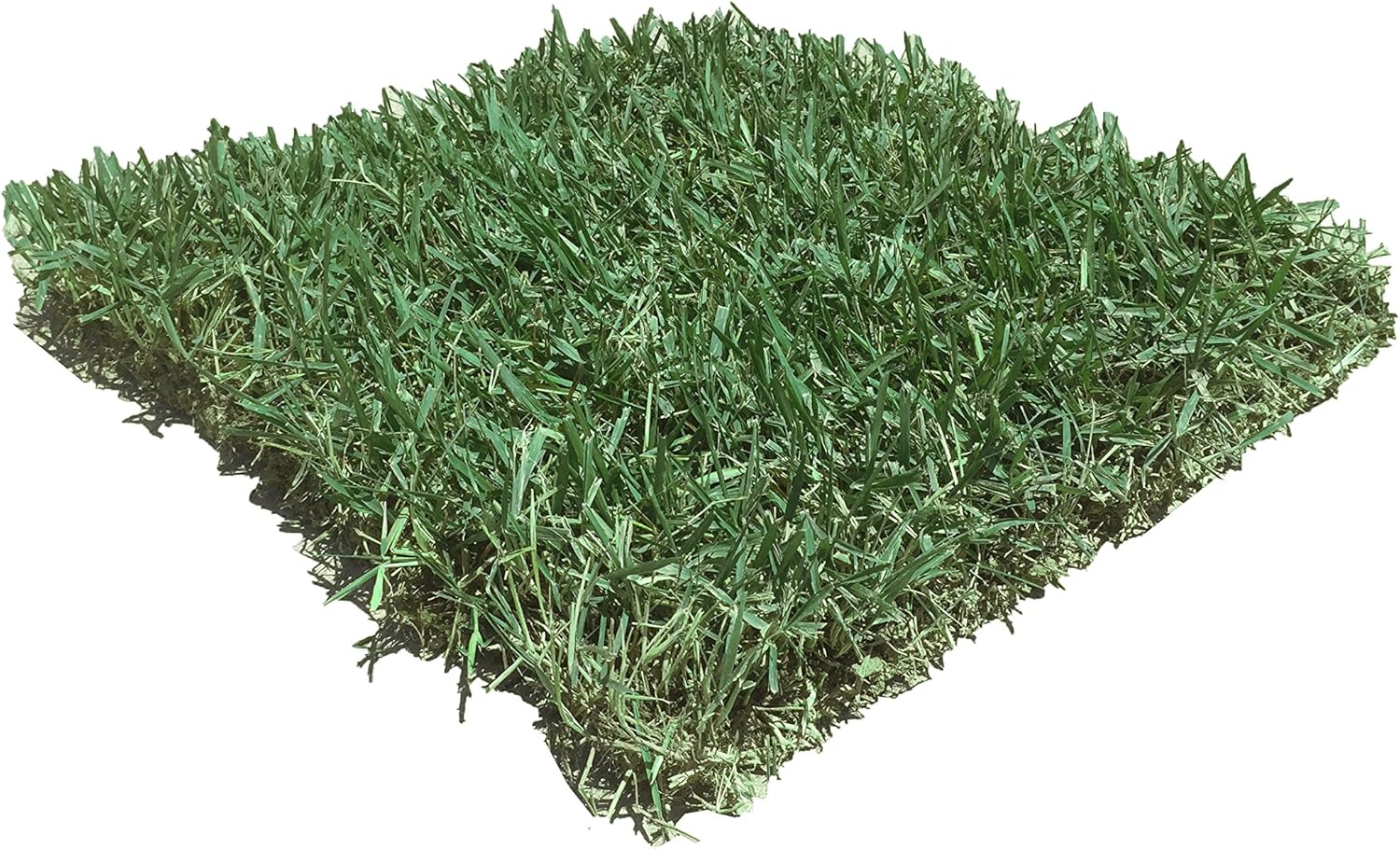 Zoysia Sod Slab for Plugs