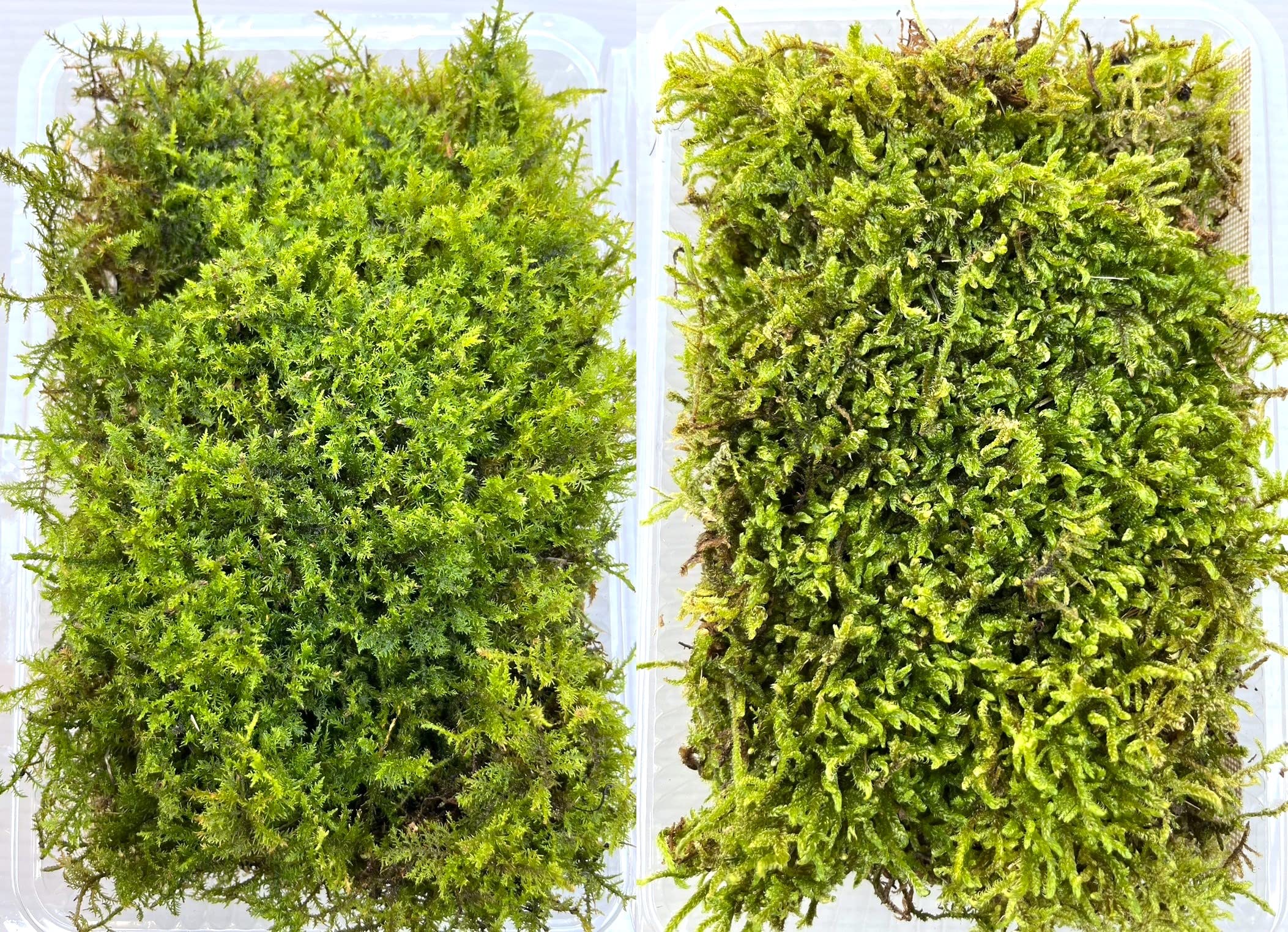 シノブゴケ　10トレー　苔　苔玉　苔リウム　苔テラリウム　こけ　コケ Amazon.co.jp: ヒノキゴケ 55×35cm トレー入り 苔 コケ ひのき