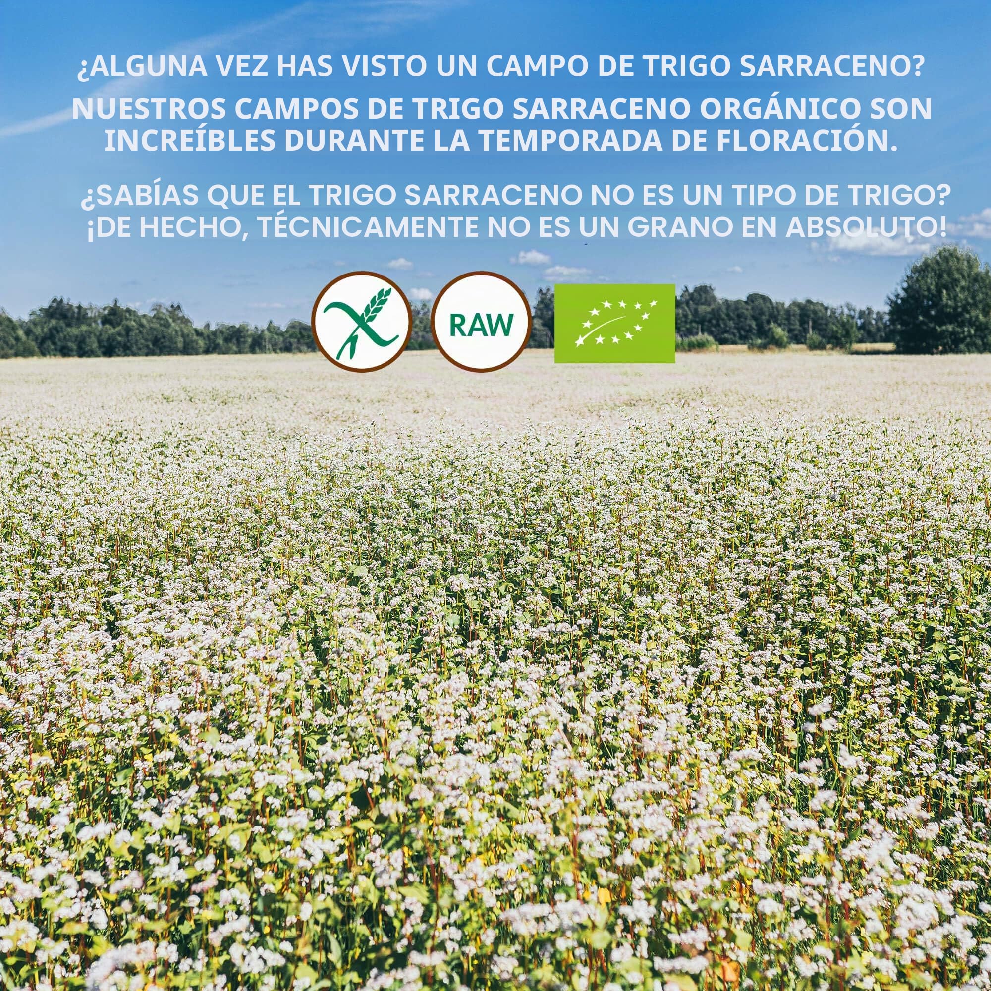 Harina de Trigo Sarraceno Cruda Orgánica, 1 kg, harina sin gluten, no tratada térmicamente, conserva todos los nutrientes, delicioso sabor a nuez, cultivado orgánicamente en climas nórdicos, no es OGM