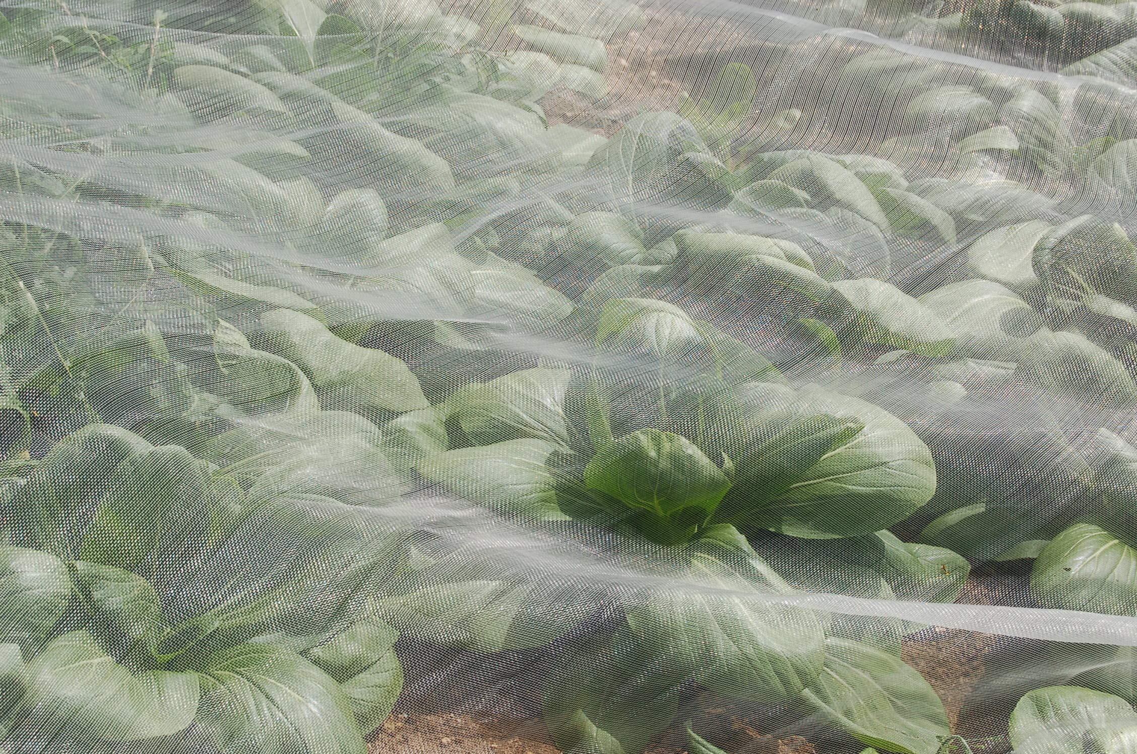 Agralan Enviromesh Fine Insect Garden Allotment Vegetable Netting Mesh - Many (2.1m wide per metre)