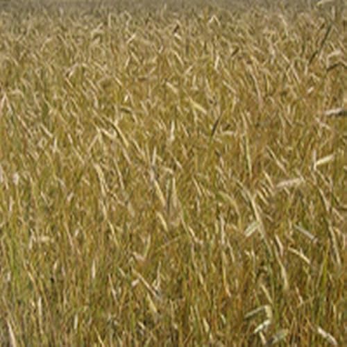 Italian Chicken and Peppers - //medicalbooks.filipinodoctors.org