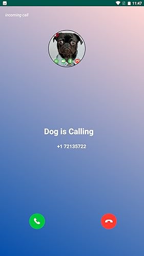 Tiny Dog Calling Fake Video Call Prank Black Pug
