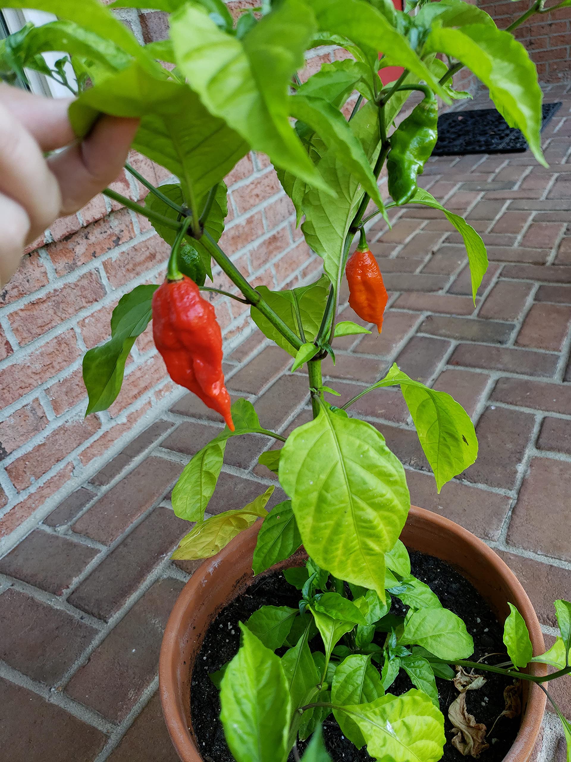 Golden Hills Farm hybrid NAGA Chilli Ghost Pepper World Hottest Chilli 40+ seeds (B093DS3WMC) Amazon Price History, Amazon Price Tracker