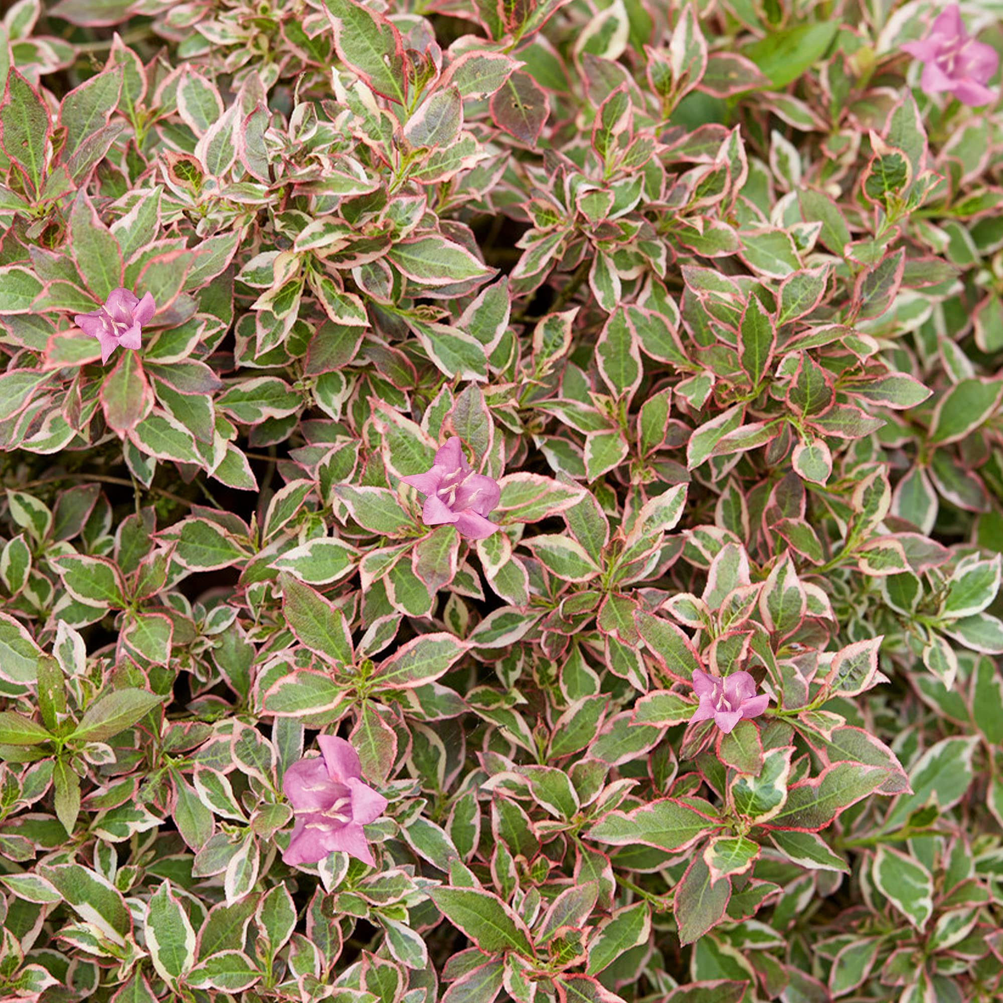 Weigela Monet - Old Fashioned Weigela - Hardy Flowering Outdoor Garden Shrub - Plant in Pot (3 Litre Pot, 30-50cm)