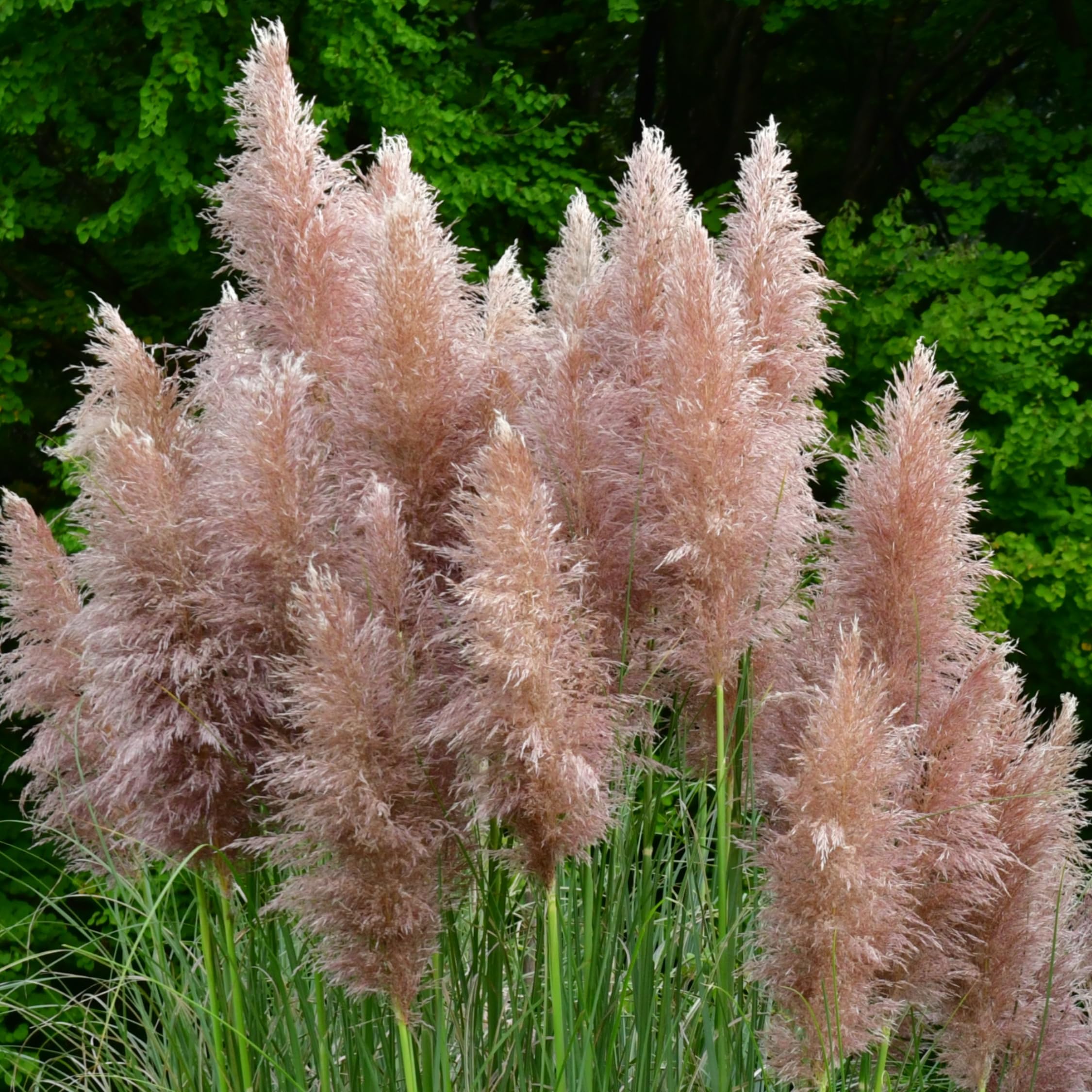 Plant in a Box - Erbe della pampa bianche - Mix di 6 - Rosa - Cortaderia selloana - Vaso 9cm - Altezza 25-40cm