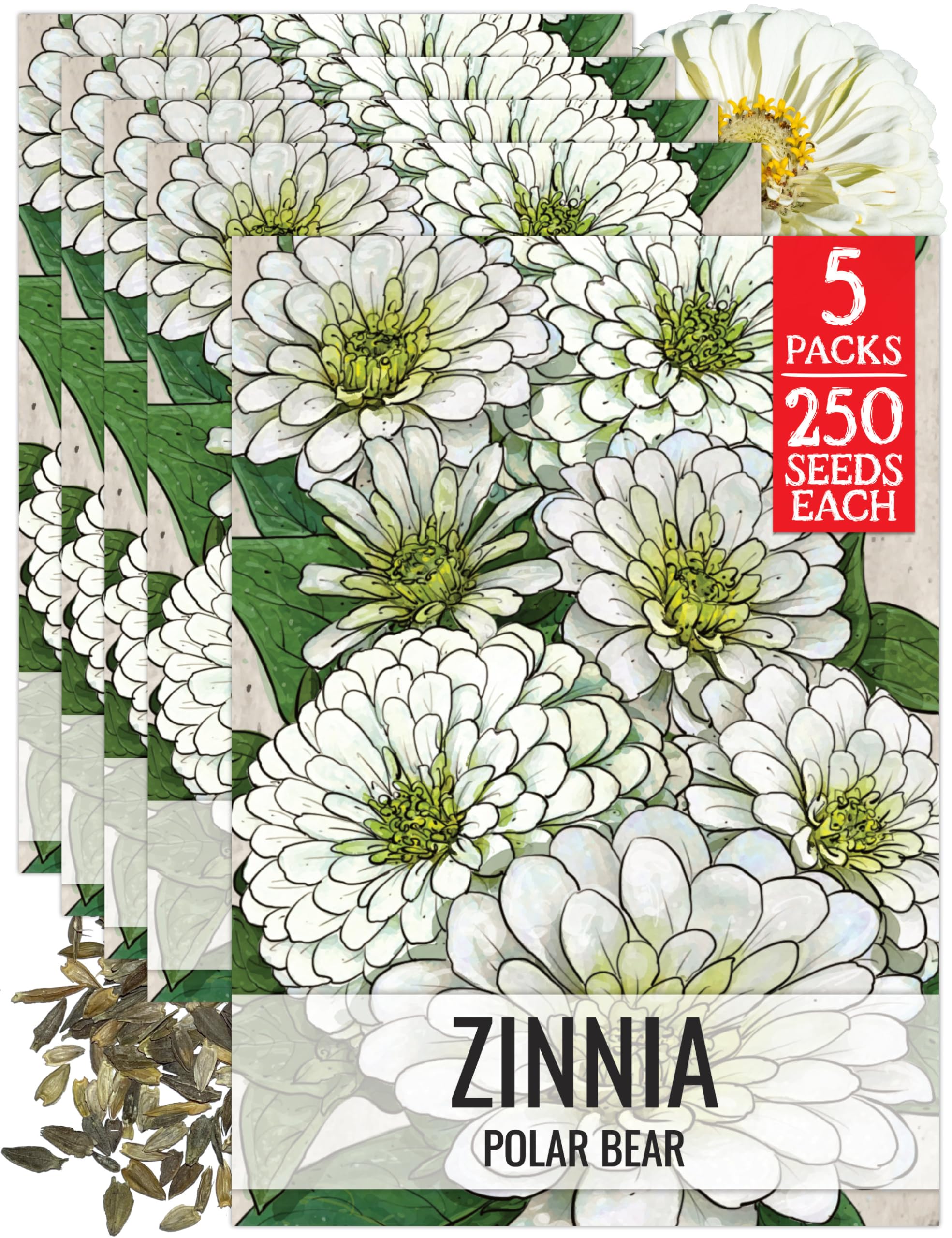 Amazon.com : Seed Needs White Zinnia Seeds for Planting Polar Bear