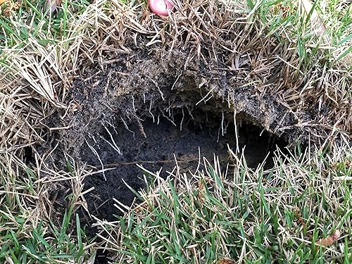 Miniatura 2 de Lawnifi Nueva caja de iniciación de césped, 3 botellas de fertilizante líquido, 2 cultivos, 1 mantenimiento