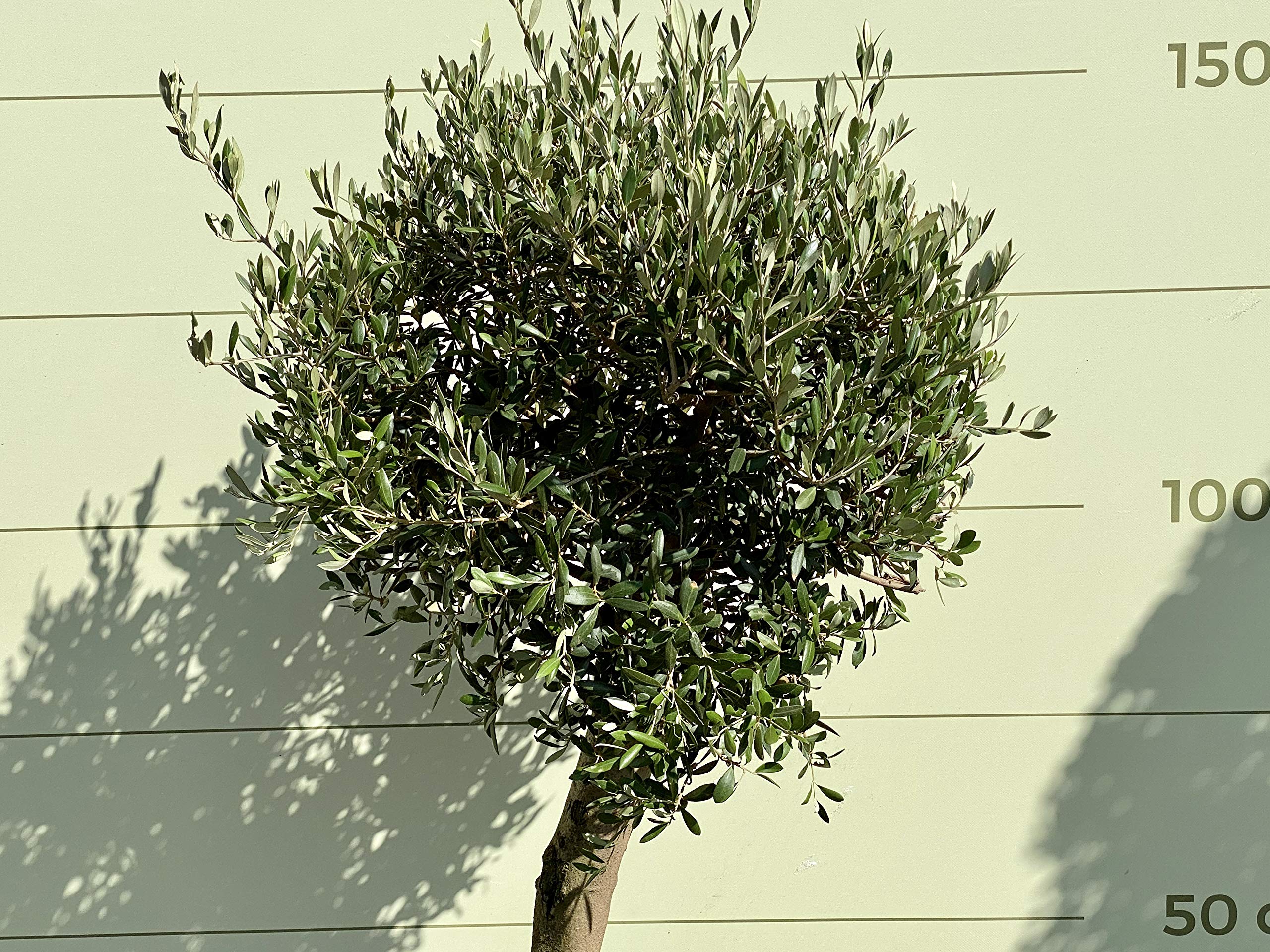 Tropictrees - OLEA EUROPEA - OLIVENBAUM KUGEL MIT GLATTER STAMM, STAMMUNFANG 20-30 CM