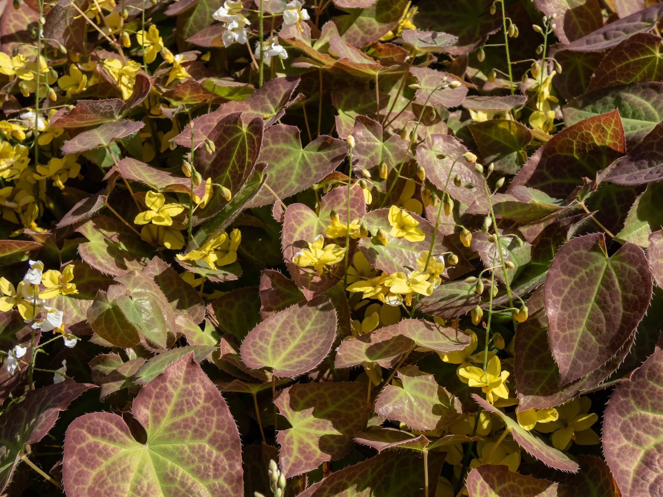 Stauden Gänge 10 x Epimedium x perralchicum 'Frohnleiten' Elfenblume