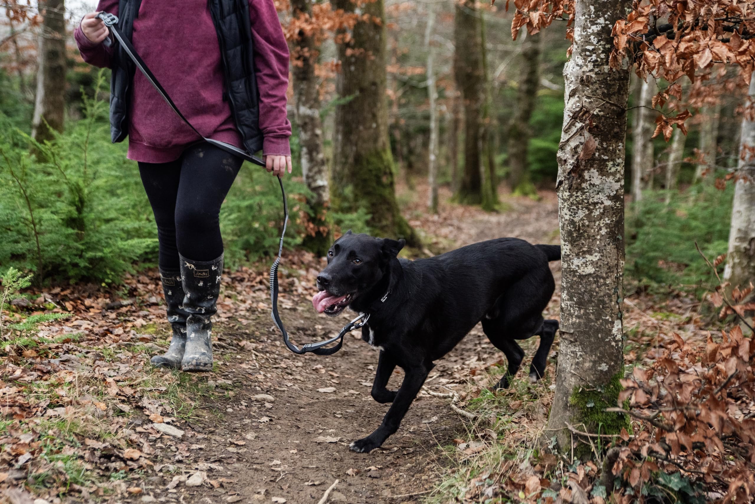 Mountain Paws Laisse de Course pour Chien | À Main ou à la Taille avec poignée en néoprène Doux 1,4 m