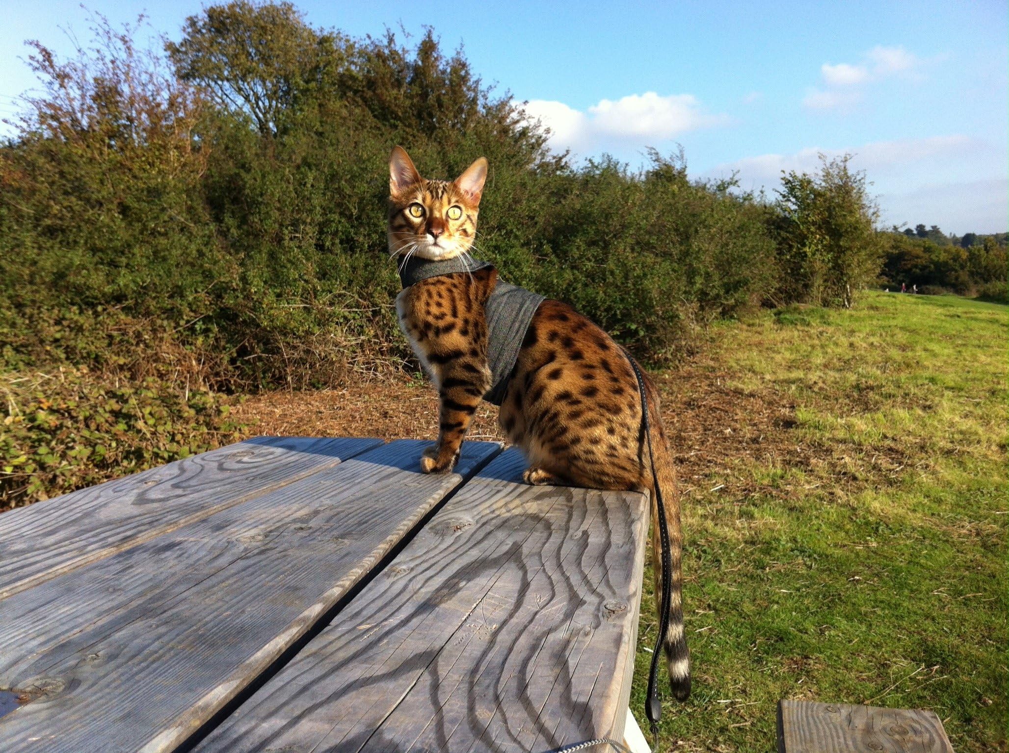 Mynwood Cat Jacket/Harness Arctic Combat Kitten up to 8month Amazon